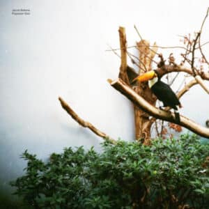 Jacob-Bellens-–-Polyester-Skin