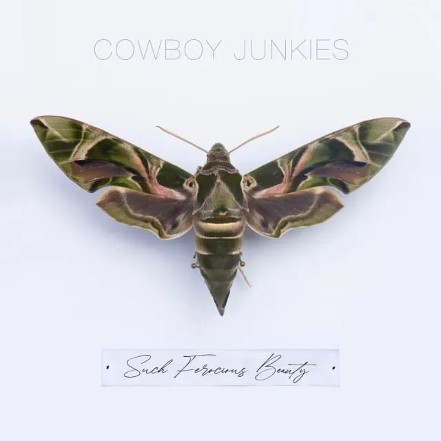 אלבום השבוע של מוזיקה מוזיקת רוק: Cowboy Junkies – Such Ferocious Beauty