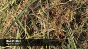 Video Thumbnail: Harry Bird - "Pigs in the Grass" (Official Video)